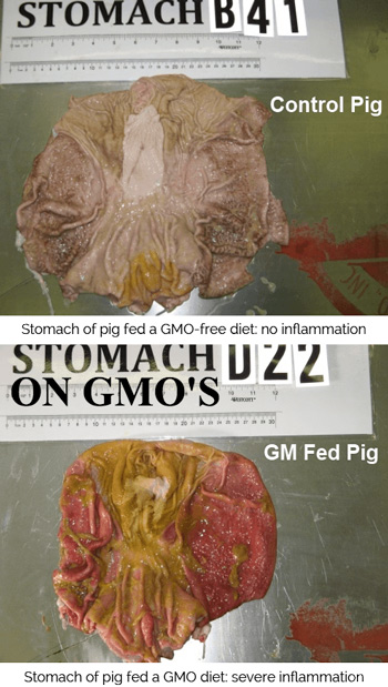 GM Fed Pig stomach - severe inflamation