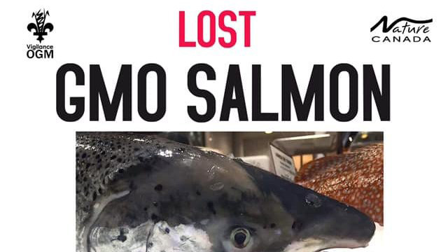 Lost GM Salmon - AquaBounty