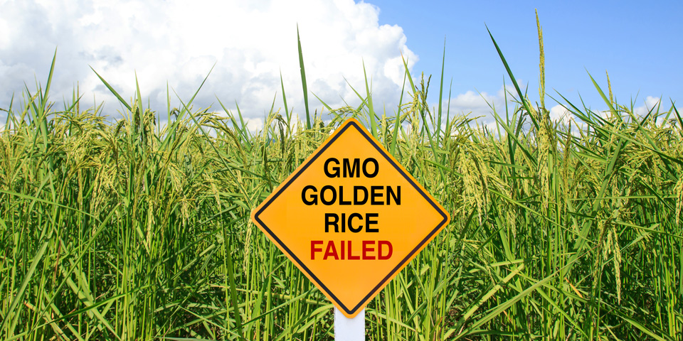 GMO Golden Rice Failed