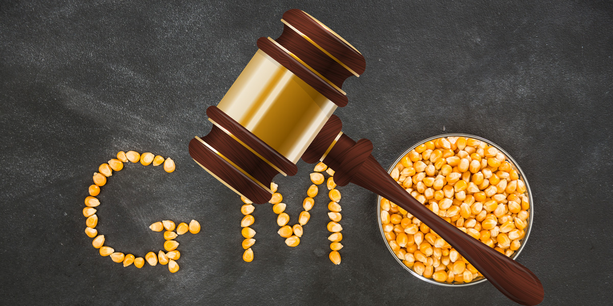 GMO Corn symbol and Judges Gavel