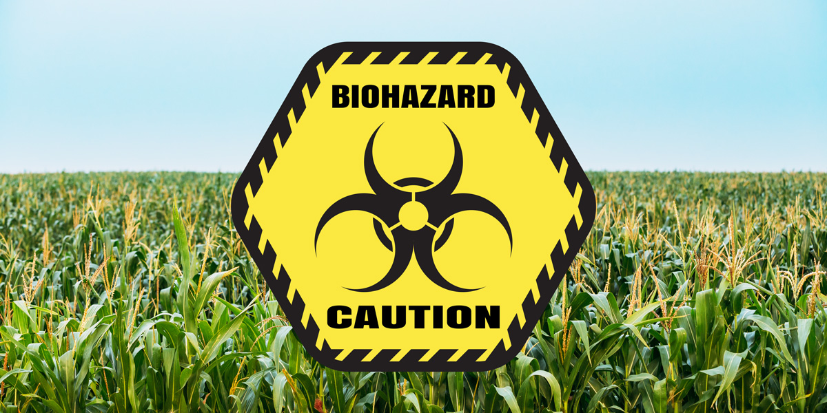 GM insecticidal maize a biohazard