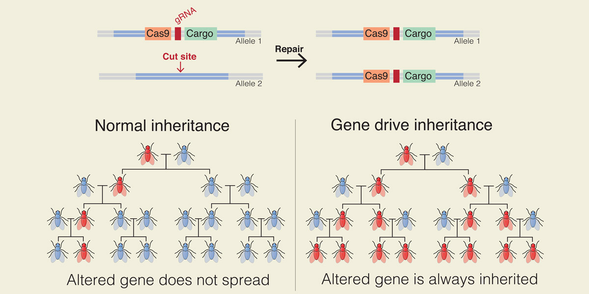 Gene Drive Inheritance