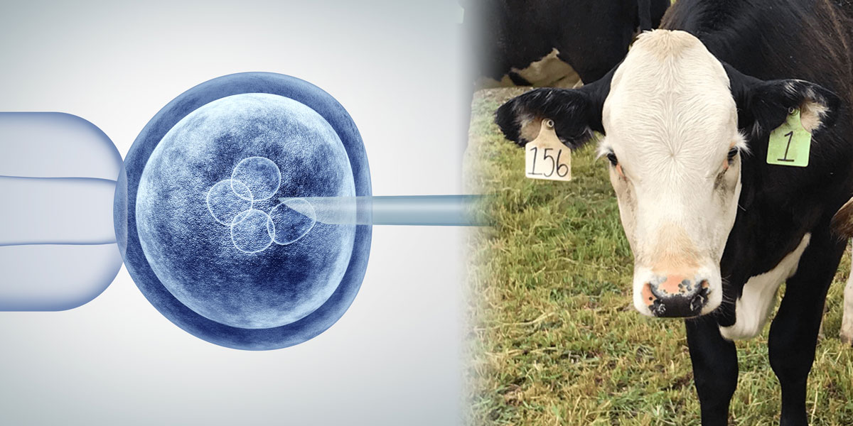 Gene editing invitro CRISPR and cows