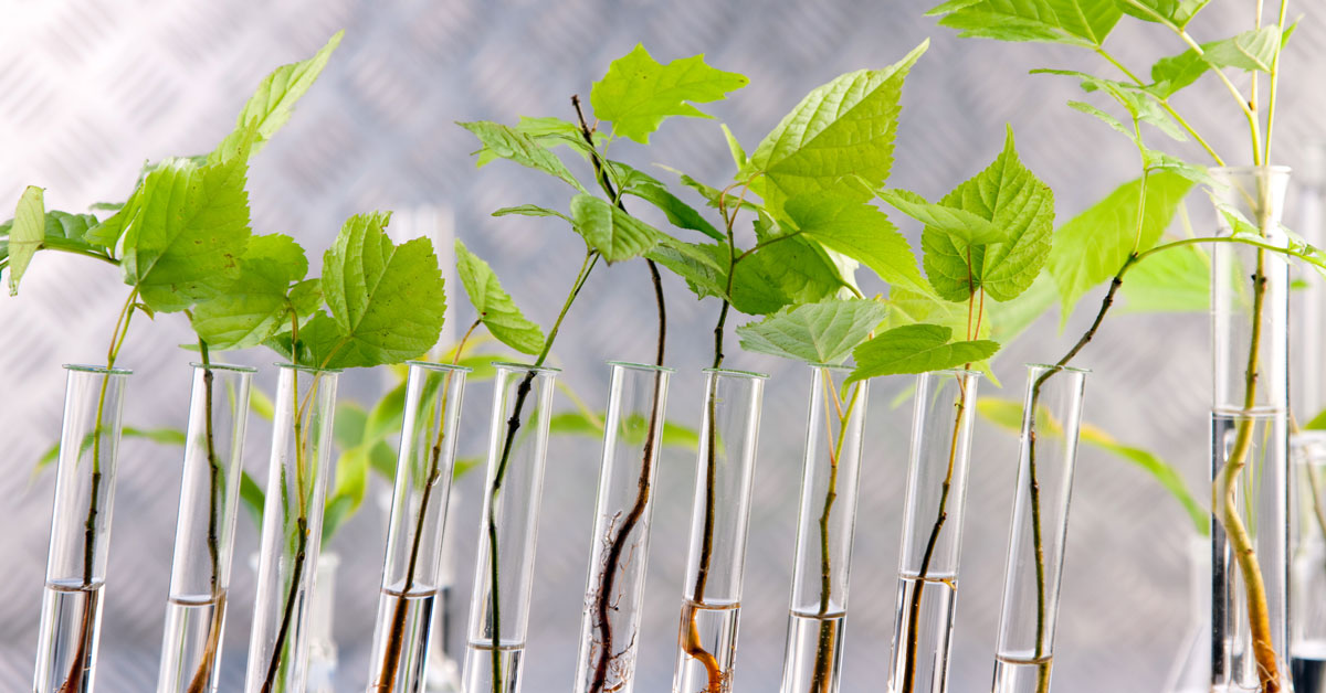 Genetically modified plants in test-tubes