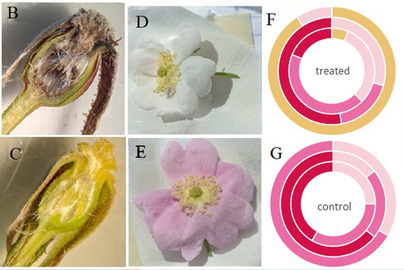Glyphosate flowers research