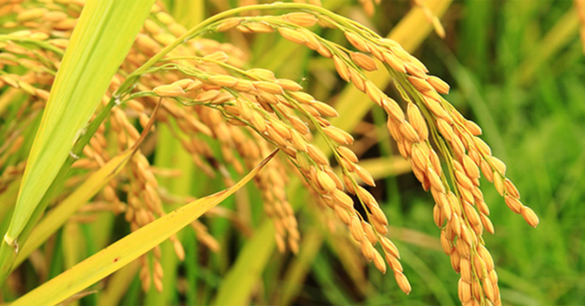 Golden Rice in the field