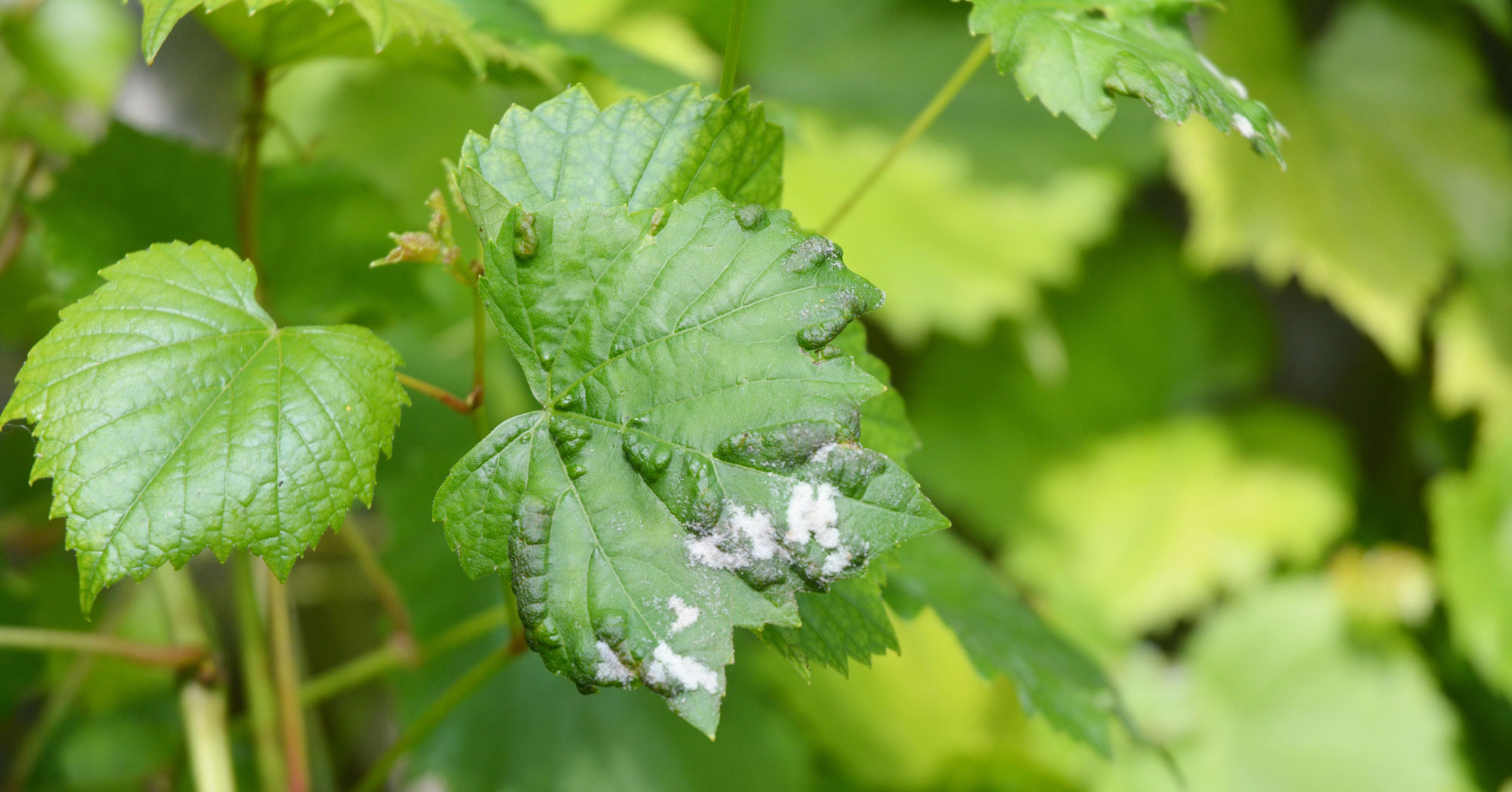 Grapevine disease