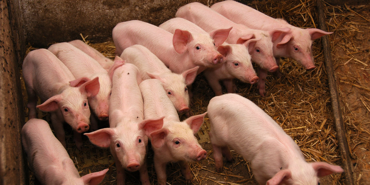 Group of young pigs