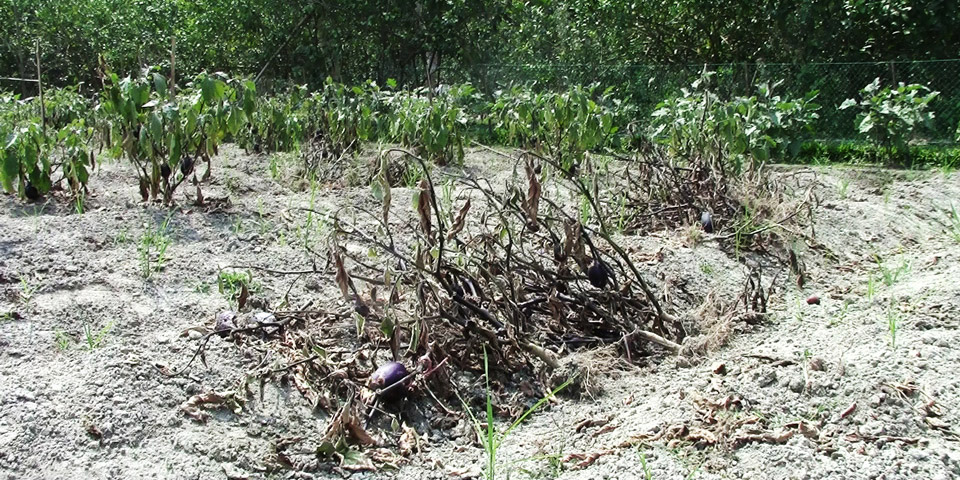 Half barren bt brinjal plot of Abul Hossain of Dhanua Narsingdi