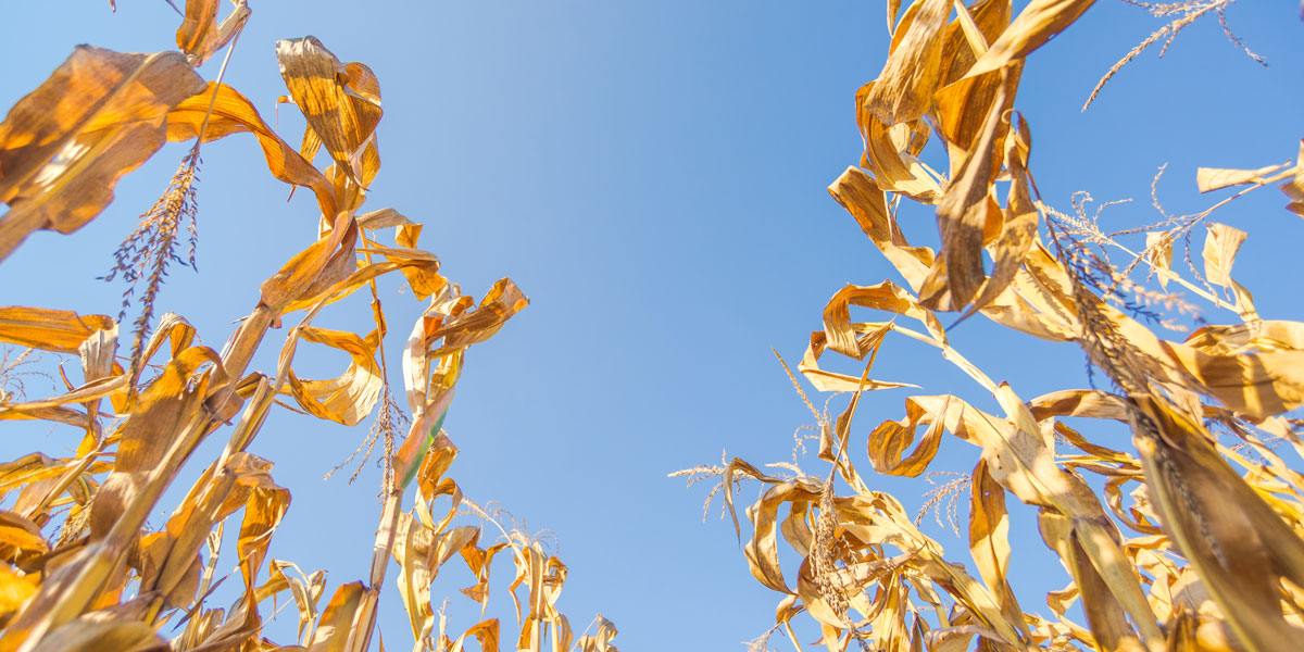 Harvest-Ready Corn Field