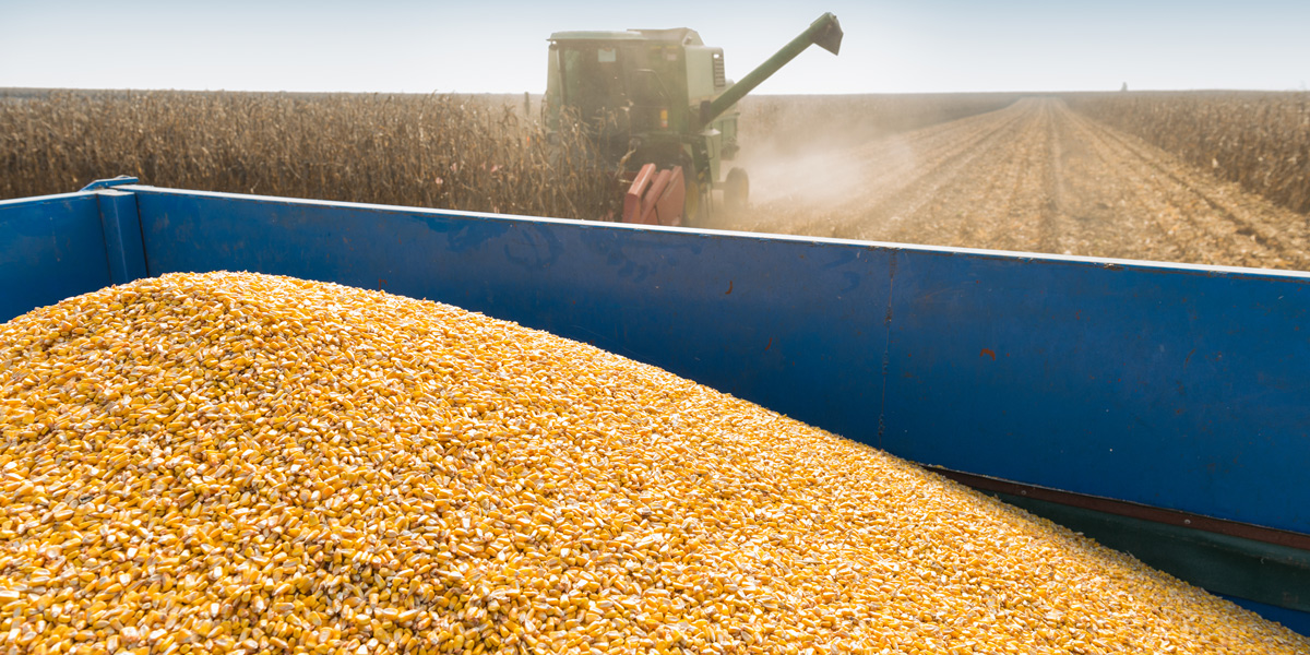 Harvesting corn