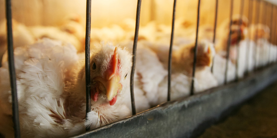 Hens in a cage