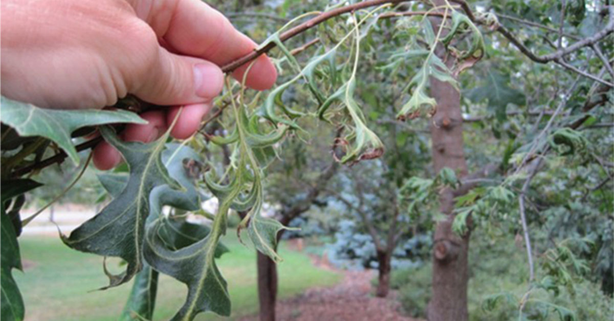 Herbicide damage to hills oak, jevertson