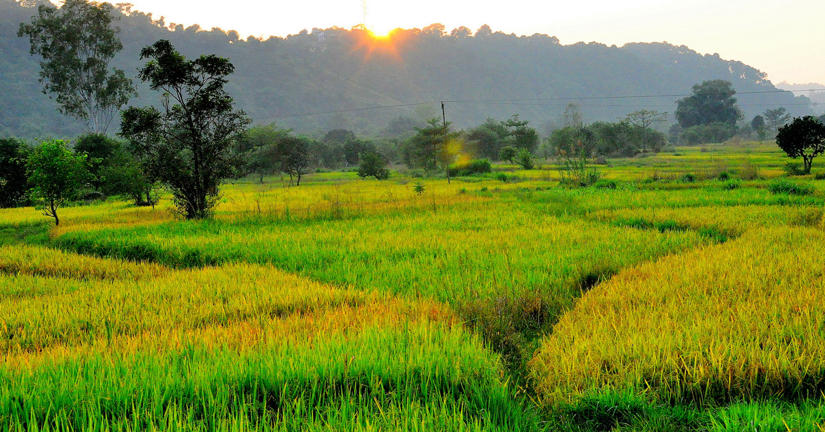 Indian Paddy Fields