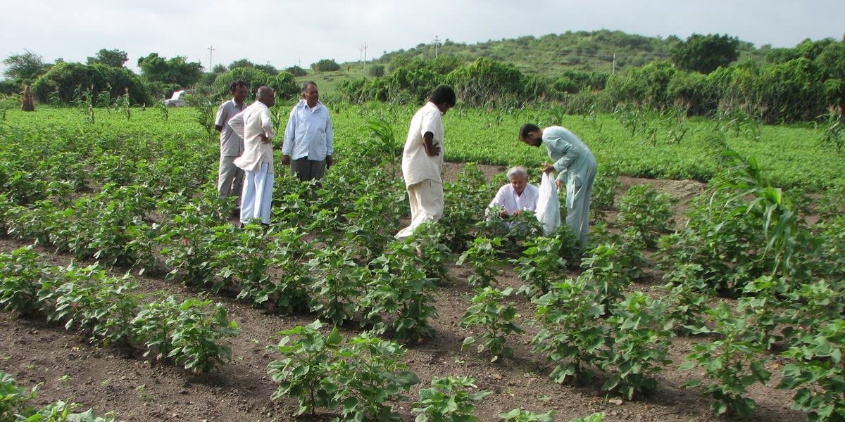 Indian cotton farmers collecting insects