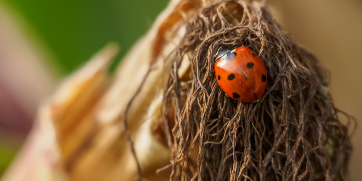 Ladybird on Maize