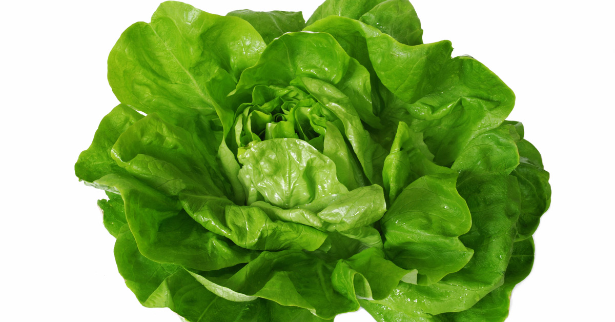 Lettuce