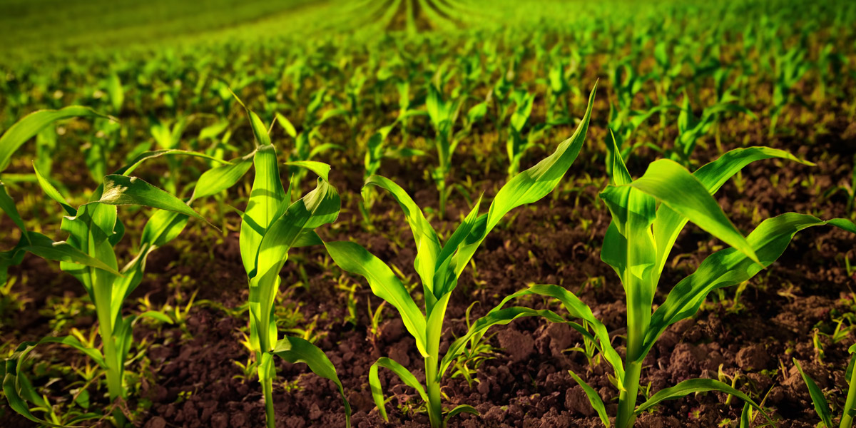 Maize field