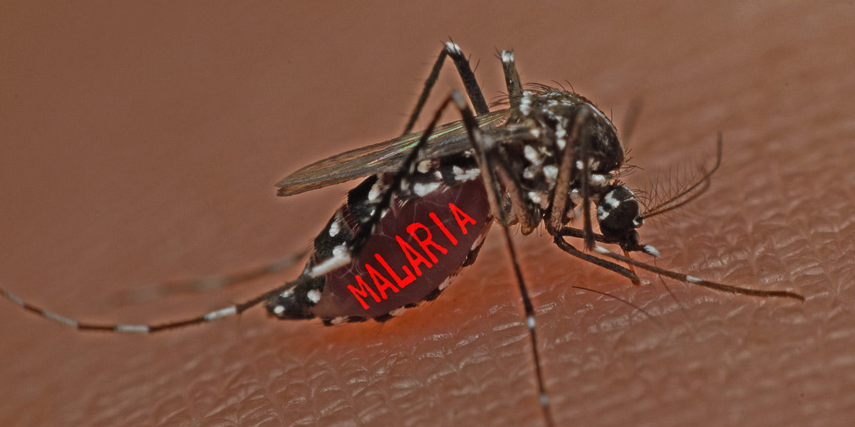 Malaria mosquito