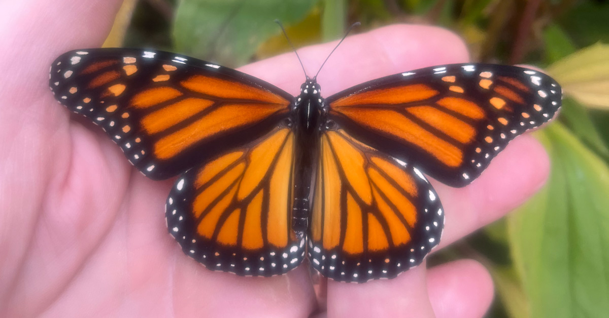 Monarch butterfly newborn