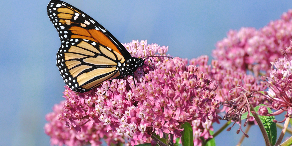 Monarch butterfly feeding on Milkweed