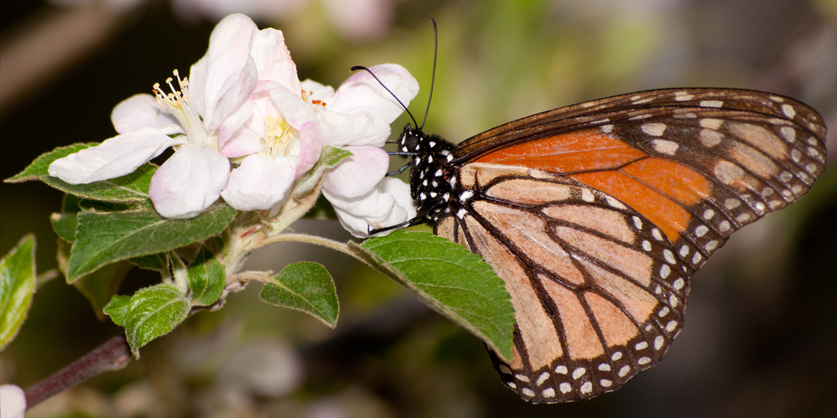 Monarch butterfly feeding