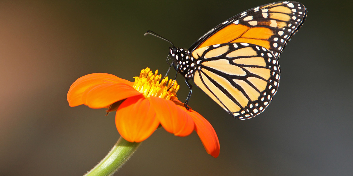 Monarch on Mexican Sunflower