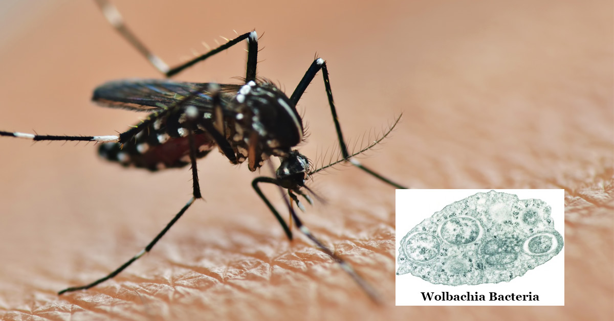 Mosquito Aedes aegypti and Wolbachia Bacteria