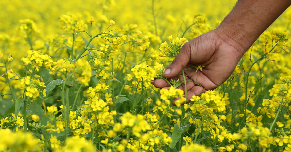 Mustard Field and hand