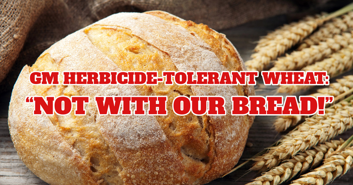 GM HERBICIDE-TOLERANT WHEAT: “NOT WITH OUR BREAD!”