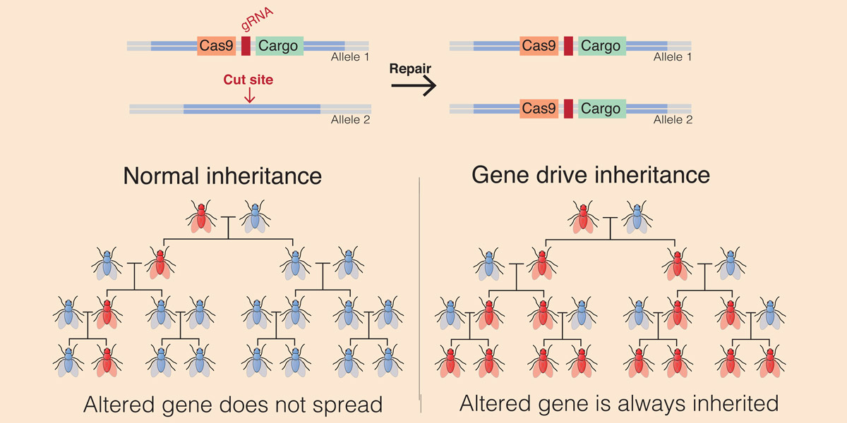 Normal inheritance, Gene Drive inheritance