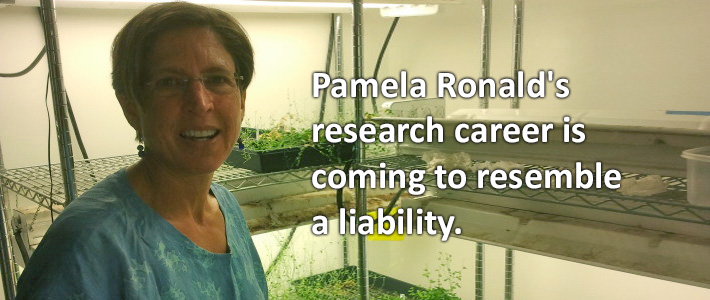 Pamela Ronald research career now a liability
