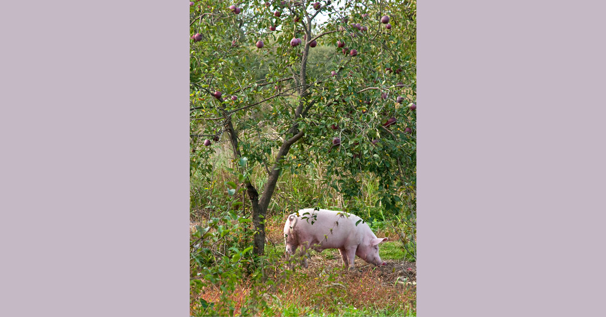 Pig in orchard