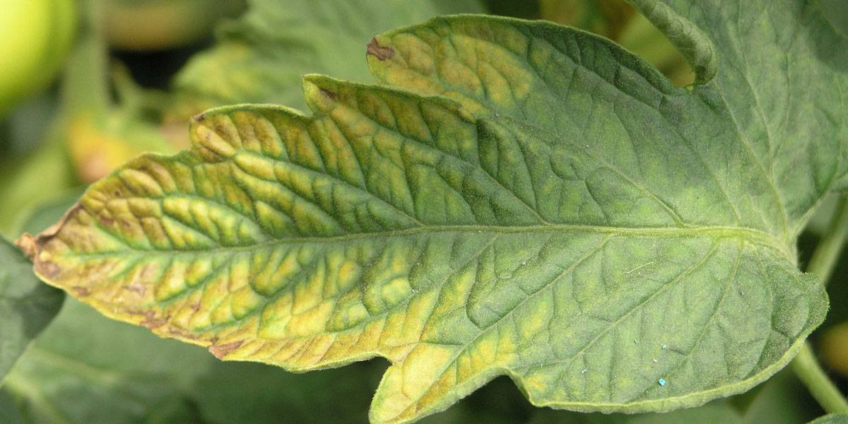 Potassium deficiency symptoms on a tomato leaf 