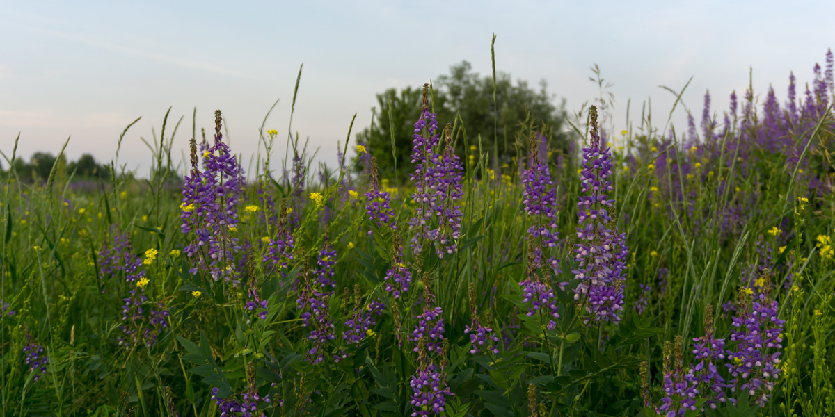 Purple alfalfa flowers