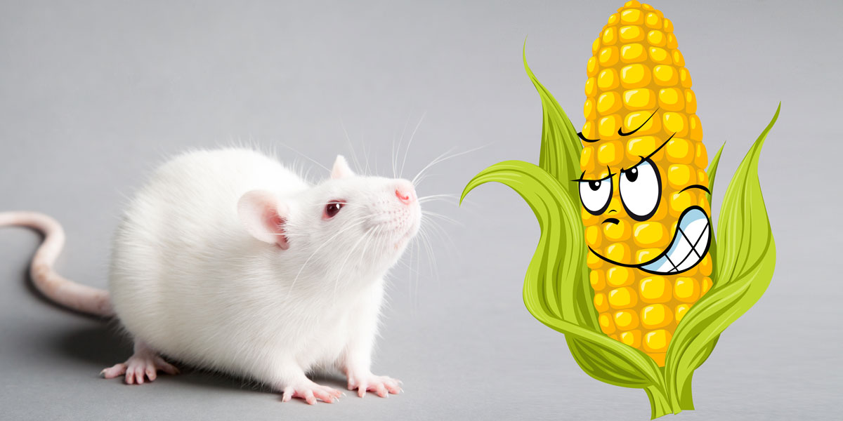 Rat and Sinister Corn Cob
