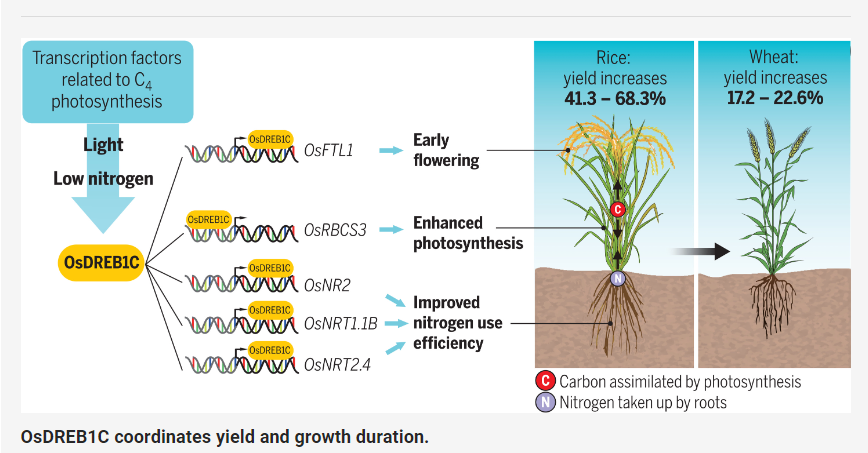 Rice and Wheat Yield Increase Graphic