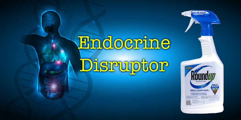 Roundup - endocrine disruptor