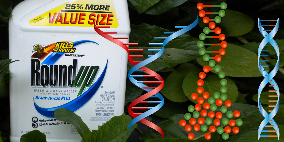 Roundup and damaged DNA