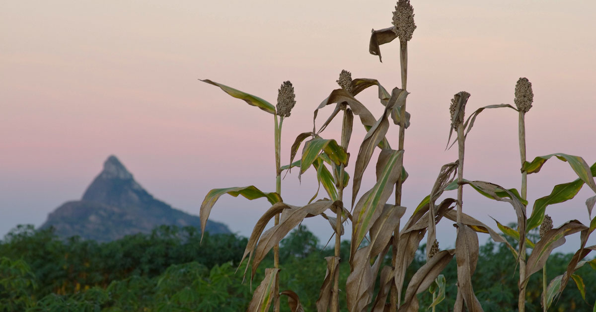 Sorghum field