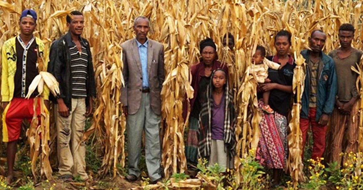 South African Farmers in maize field