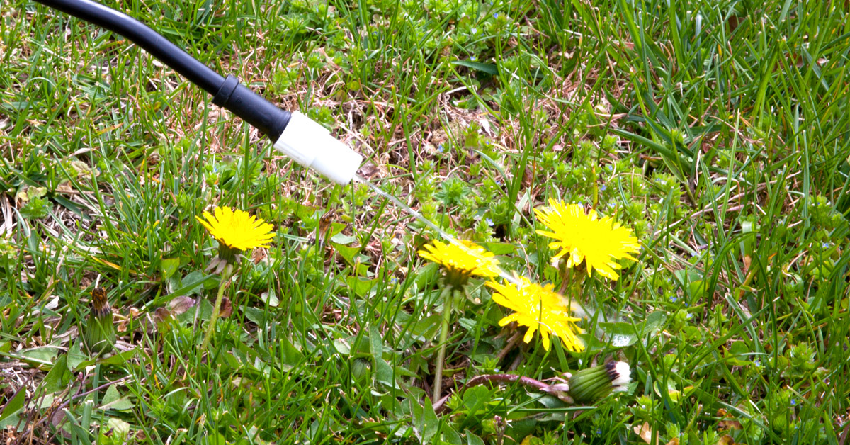 Spraying Dandelions