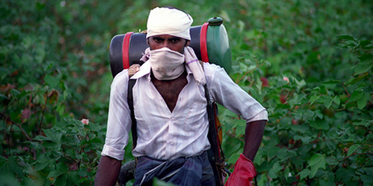 Spraying Roundup Glyphosate in India on GM Bt cotton