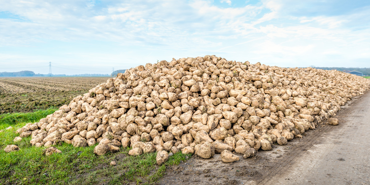 Sugar Beet mound