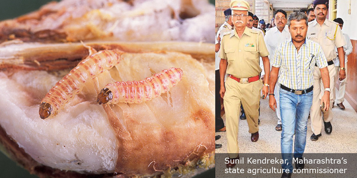 Sunil Kendrekar and Pink Bollworm