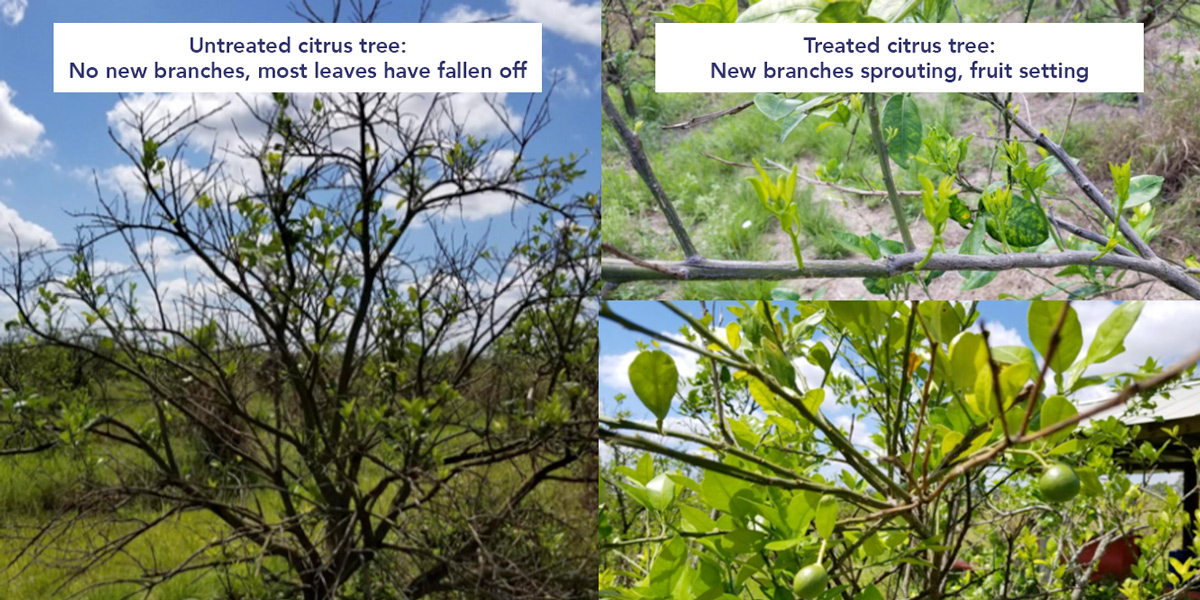 Treated and Untreated citrus tree