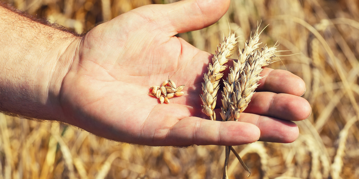 Wheat head in hand