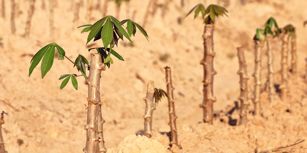 Young Cassava Cultivation Plants