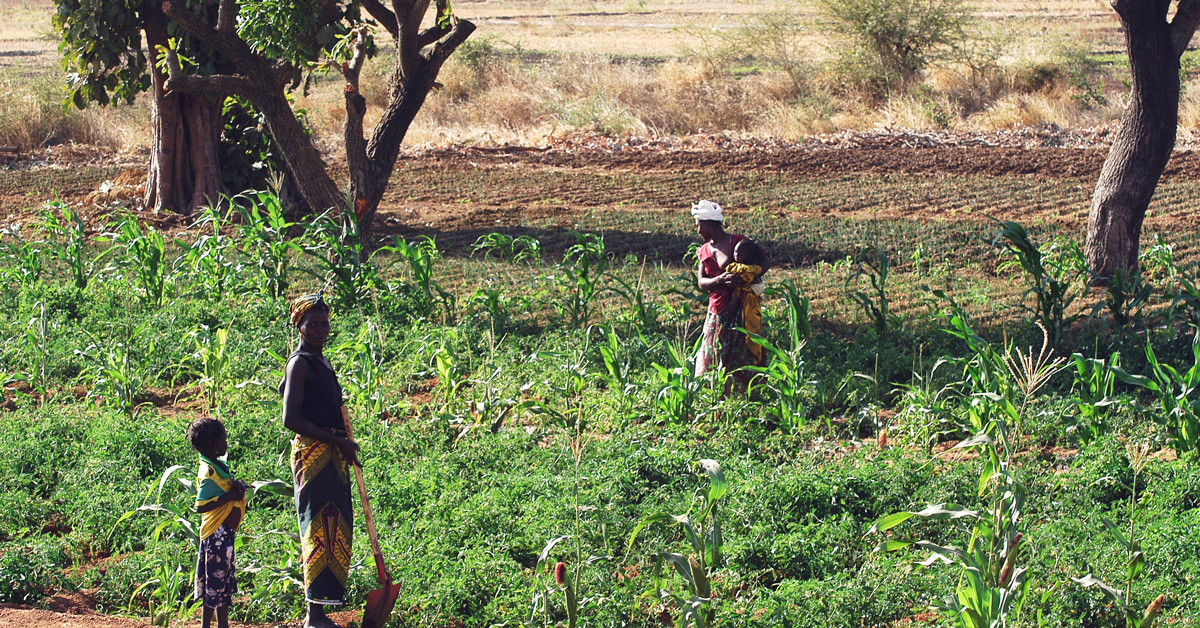 african farming