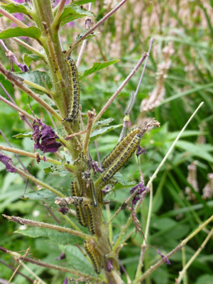 cabbage whites eating seed pods